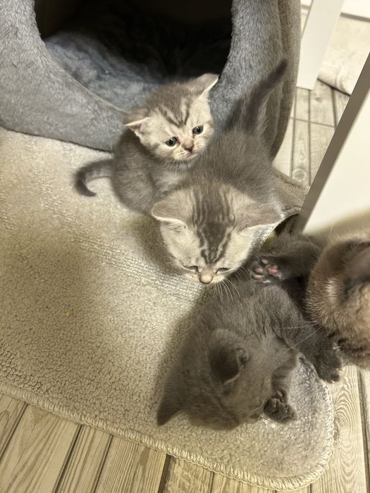 Кошенята шотландці