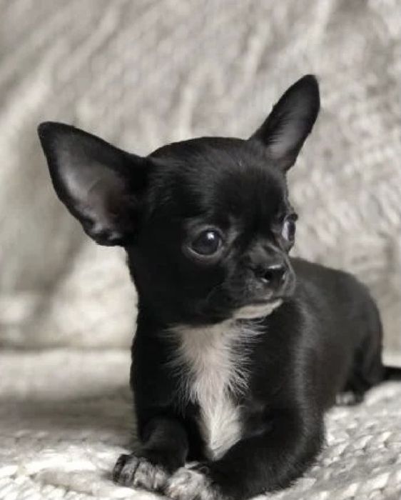 Ваші маленькі друзі