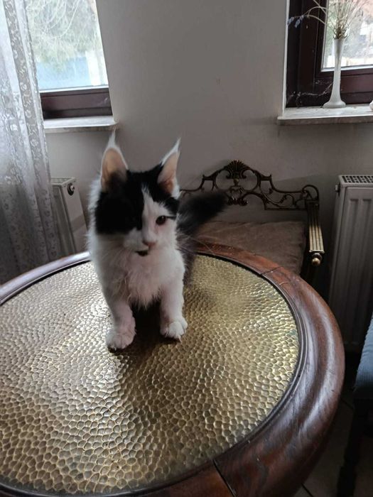 Maine Coon ładny kocurek