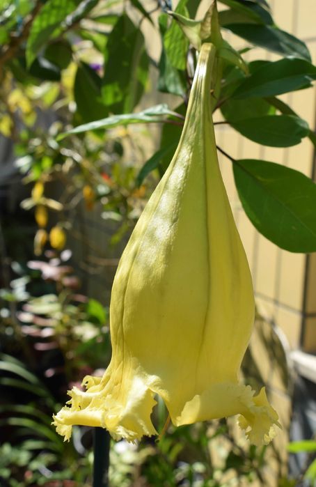 Solandra Grandiflora