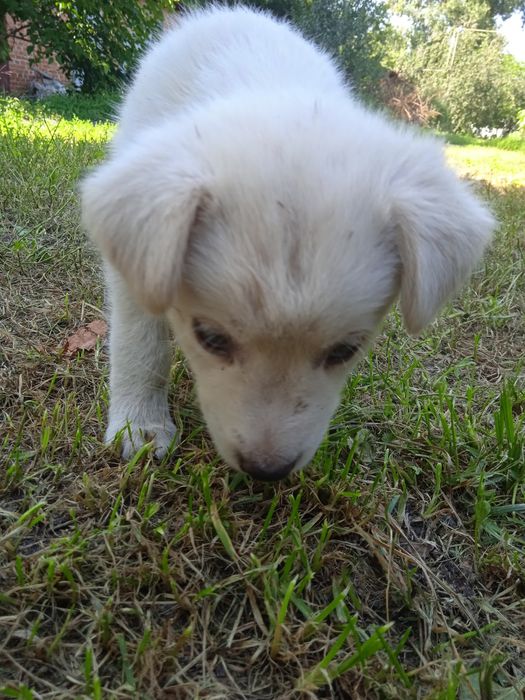 Отдам бесплатно щенка