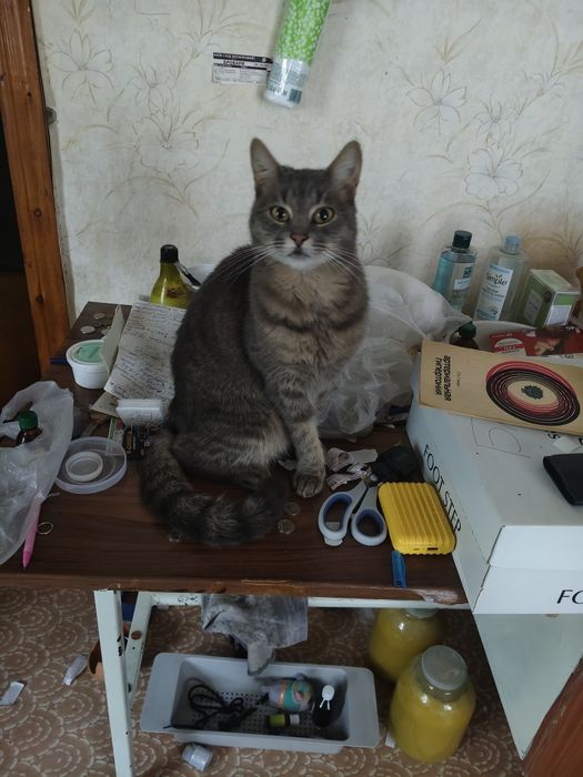 Пропала серая молодая кошечка на ЖД вокзале, убежала с коробки во время посадки на поезд
