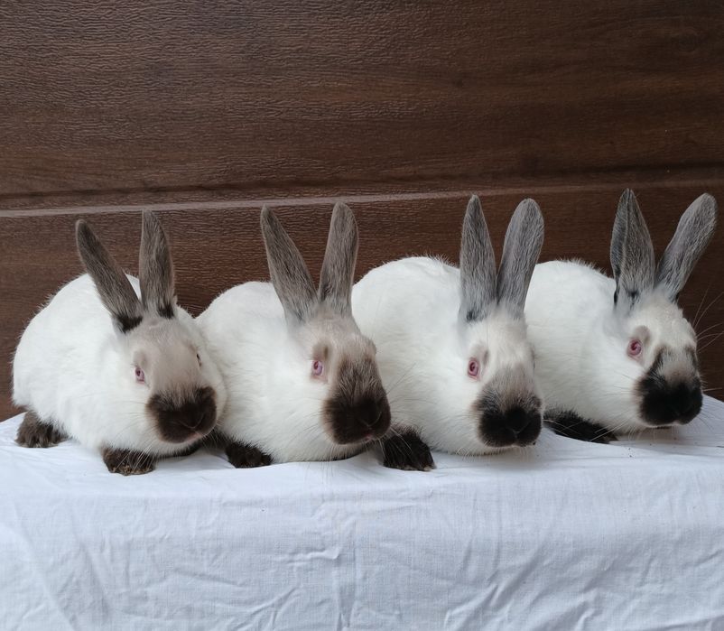 Kalifornijski Czarny Hawana Rodowód Samice. Samiec