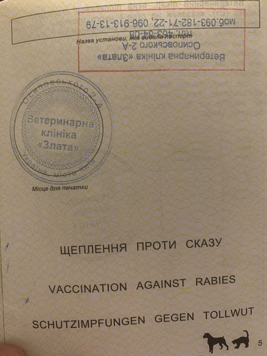 Такса  4.12.23 дівченка