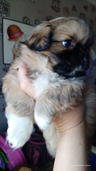 Девочка щенок пекинесик