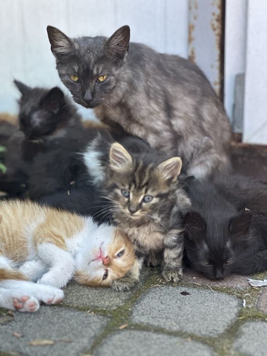 Кошенята / котята