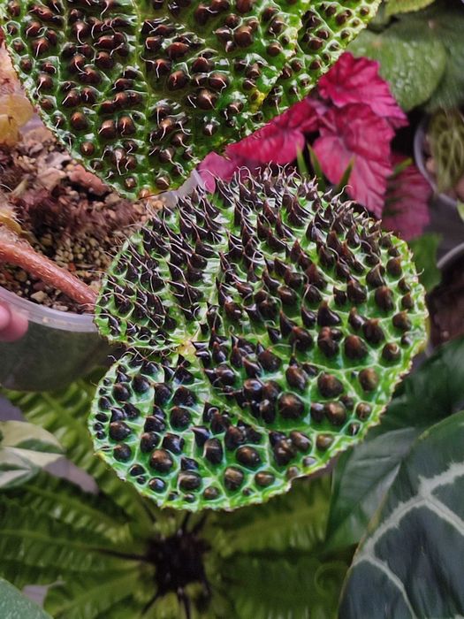На продаж дітки бегонії меланобулати/ begonia melanobullata,кімнатні рослини