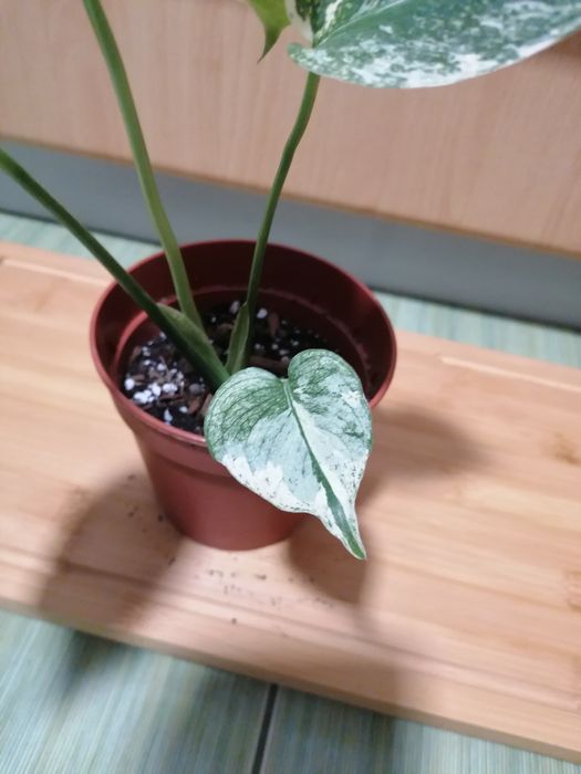 Monstera mint  przepiekna