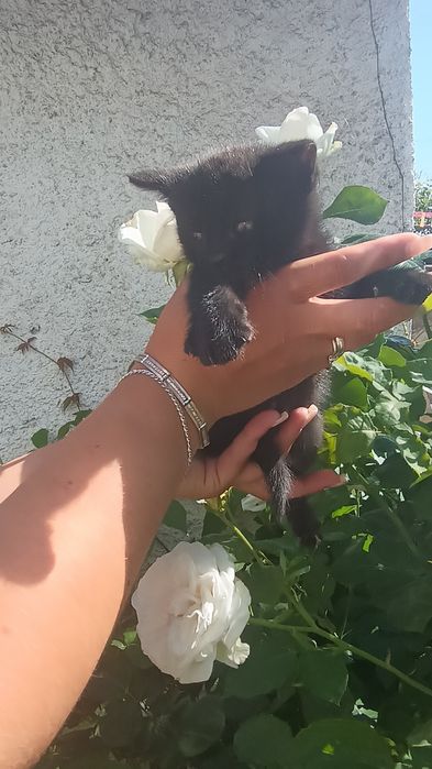 Шукають люблячих господарів чарівні кошенята!