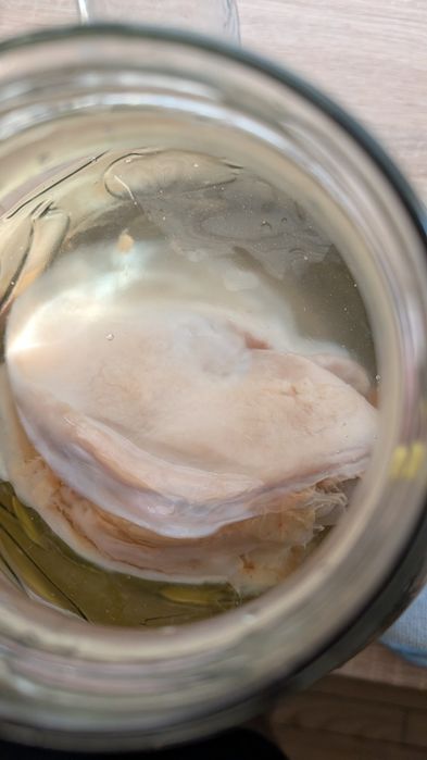 Культура чайного гриба, чайний гриб, scoby, комбуча