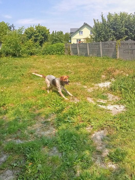 Oddam psa w dobre ręce