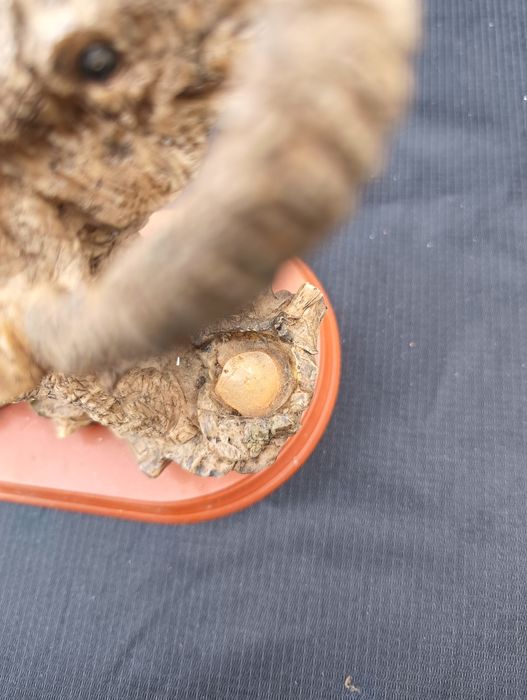 Plastikowa figurka  słonia