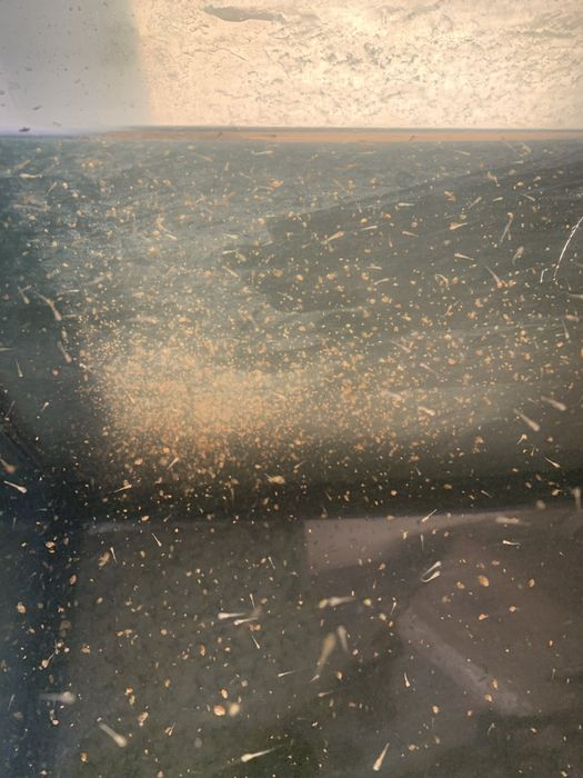 Dafnias vivas - alimento vivo para peixes