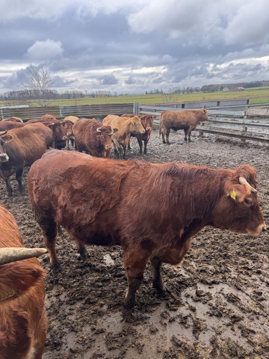 Sprzedam jałówki wysokocielne Limousine