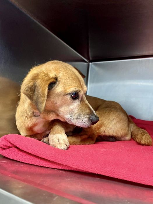 Cão adulto pequeno para adoção responsável