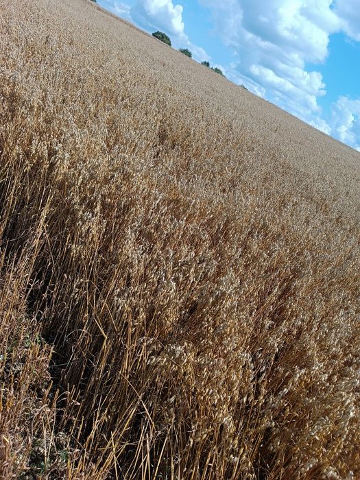 Owies  ozimy-nowe zbiory 2025