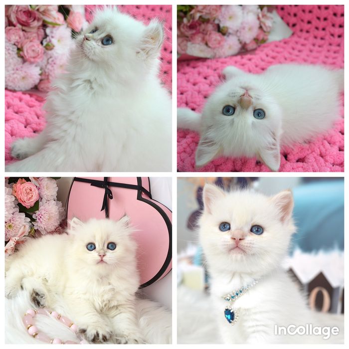 Британские котята золотая шиншилла/поинт/белые