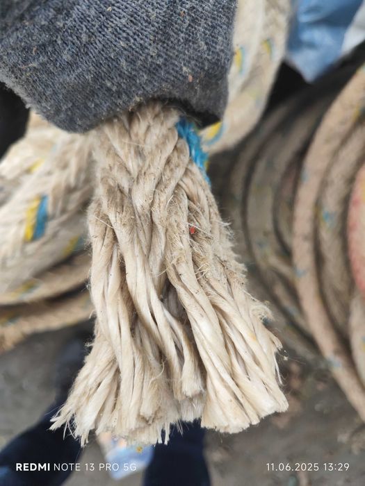 Lina cumownicza, morska 50mm