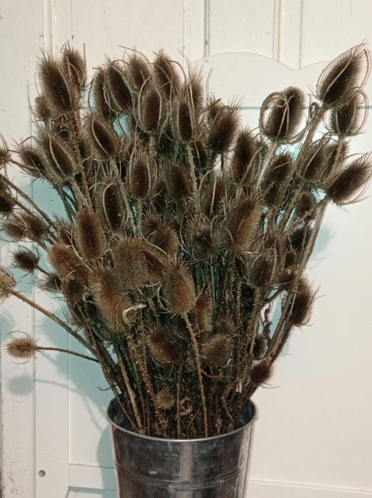 Suszone osty szczeć