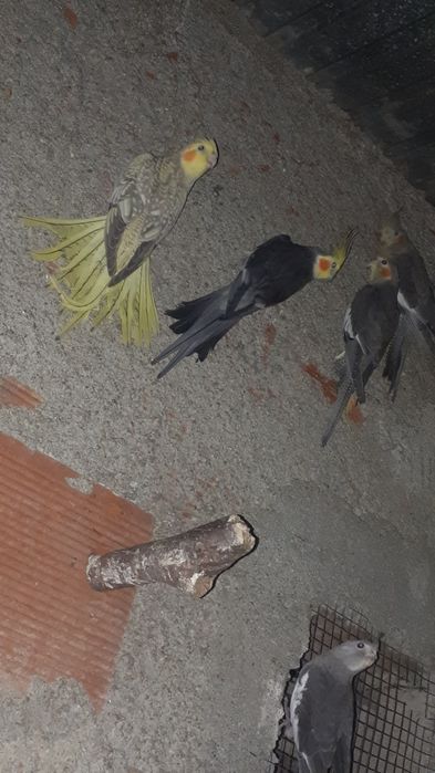 Caturras perolas 2025