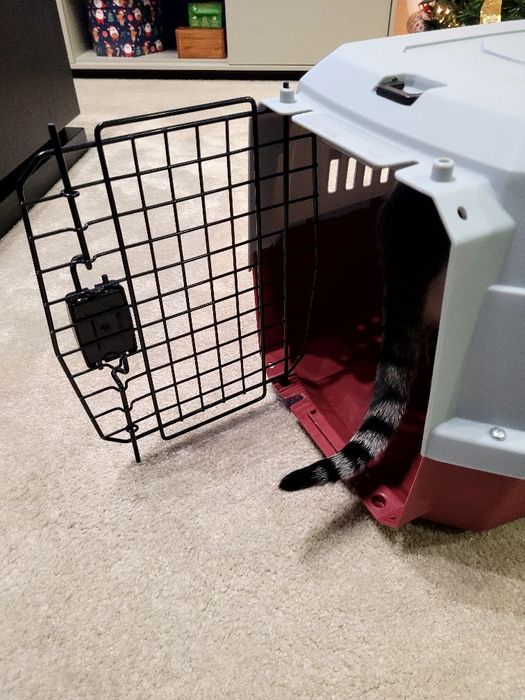 Transportadora animais