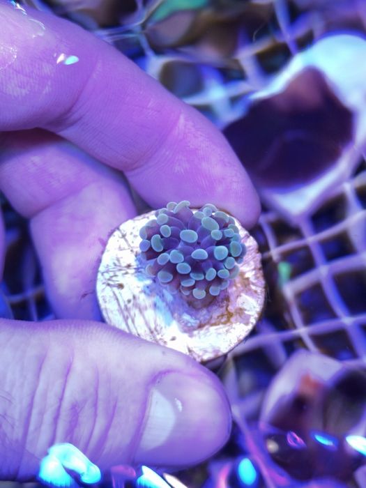 Akwarium morskie szczepki