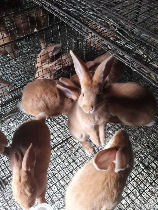 Продам кролів породи Бургундія.