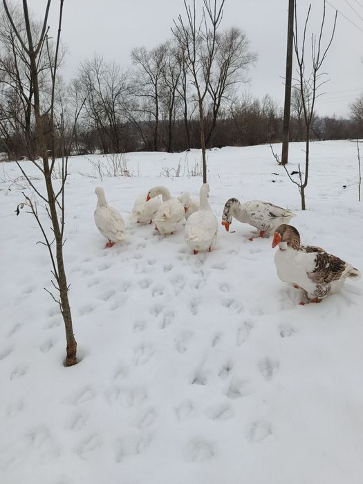 Гуси, Холмогори, Мамути