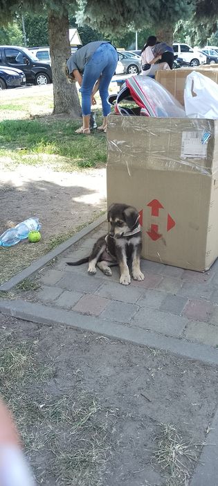 Хлопчик середньої породи