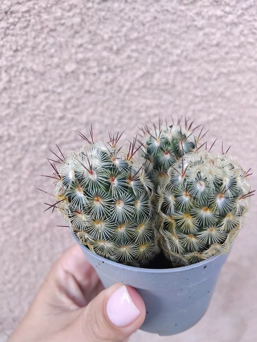 Кактуси,еуфобія,стапелія,монвіліяспегазіні