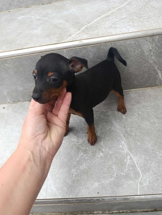 Pinczer miniaturowy