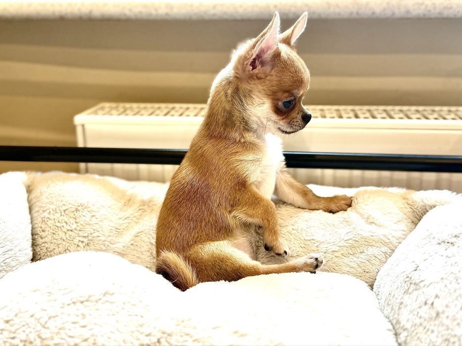 Sunia krótkowłosa chihuahua FCI