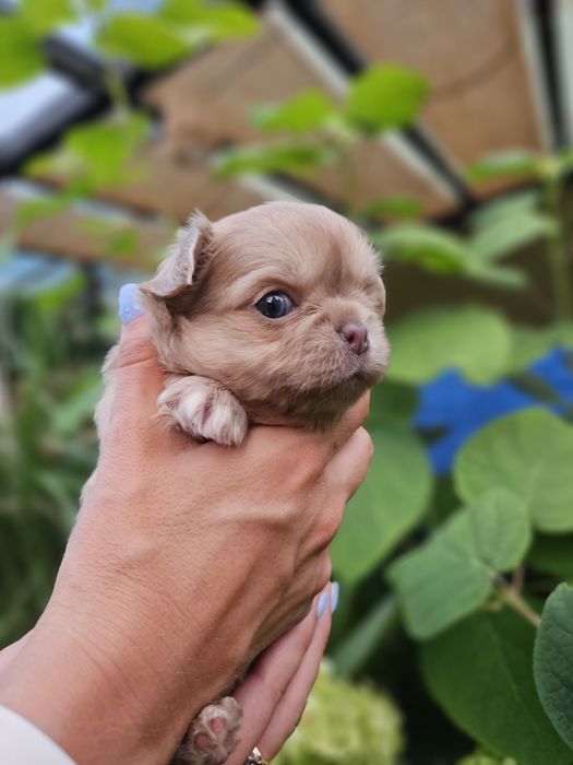Chihuahua długowłosy śliczny chłopiec  dostępny