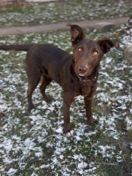 Метис лабрадора