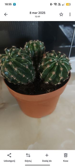 Kaktus echinopsis tubiflora