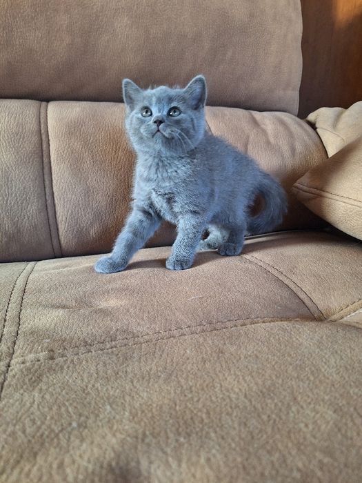 Scottish straight azul  macho