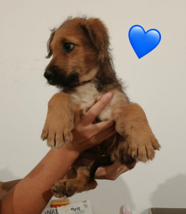 Cães bebés para adoção responsável