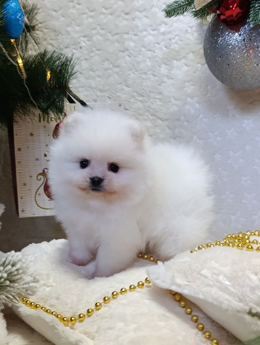 Мальчики - Померанский шпиц.