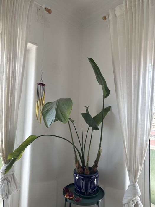 Strelitzia natural grande com vaso de ceramica