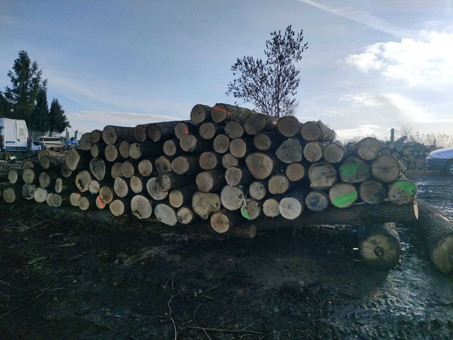 Kłoda DĄB s2b 240-250cm