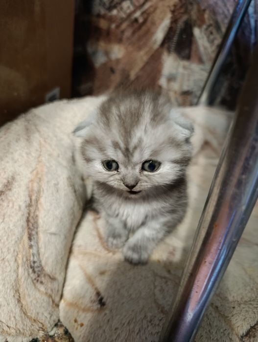 Шотландские вислоухие малыши