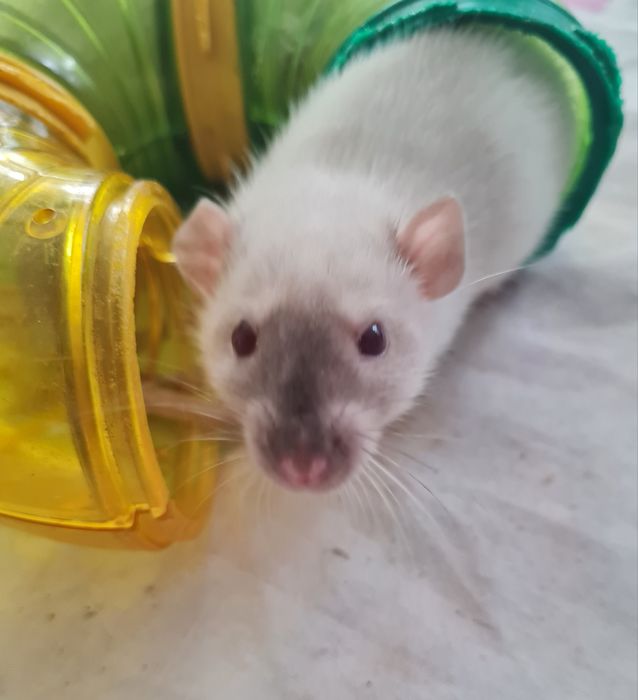 Крысята породы Дамбо сиамский. Крысы.  Щури. Пацюки