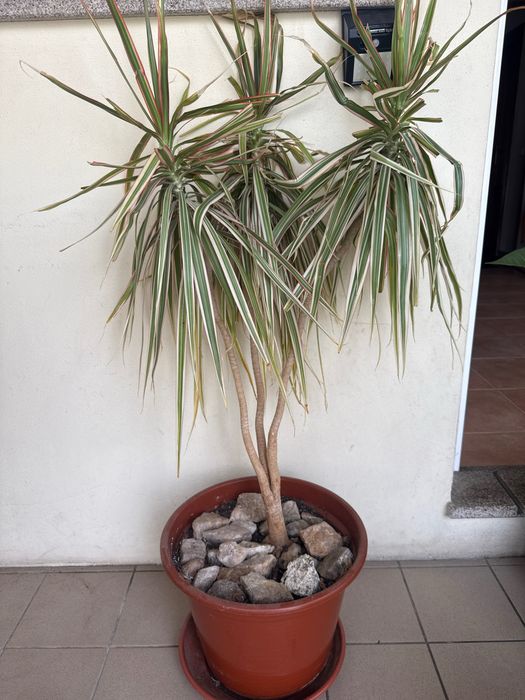 Vendo planta  Dracaena Marginata Grande com Vaso e Pedra - Dragoeiro-de-Madagaskar)