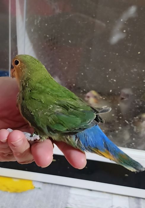 Agapornis 100% Domesticado