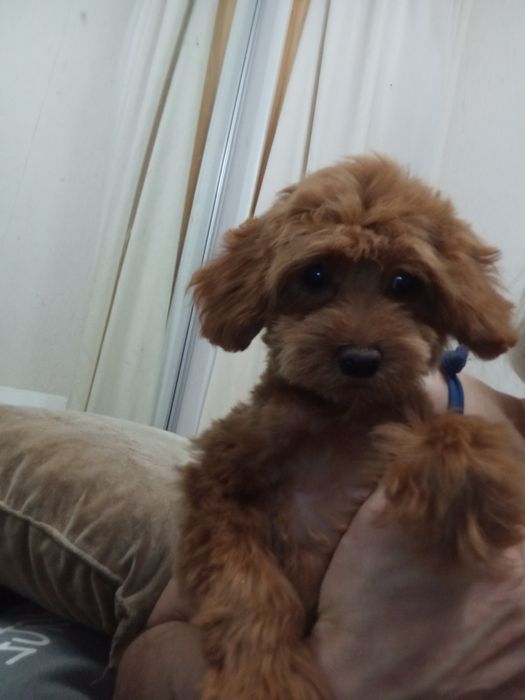 5-и міс.малюк МальтіпуF2