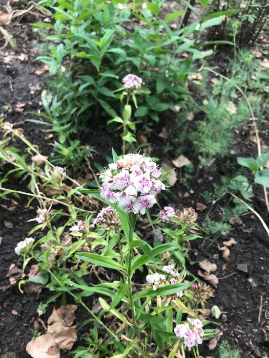 Семена цветов разных