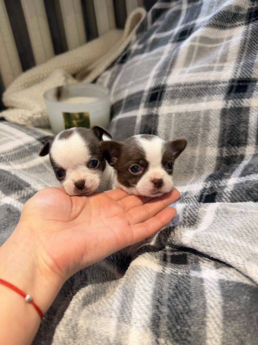 Дітки чихуахуа , хлопчики і дівчинка з документами