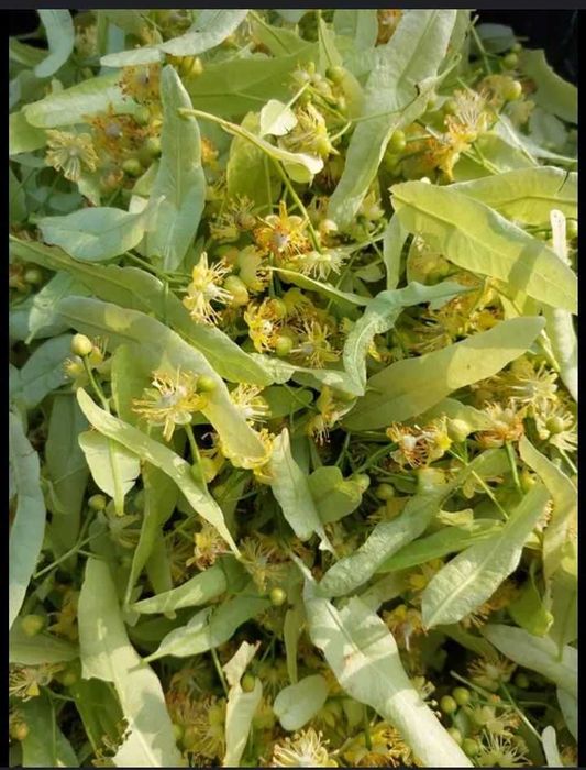 Цвет липы 2025 г.