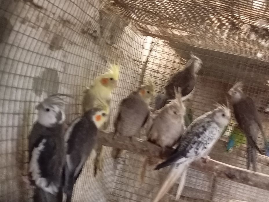 Aves disponíveis, roseicollis, periquitos de várias mutações, caturras, periquitos ingleses,rolas diamante, mandarins, aves criadas à mão, caturras.