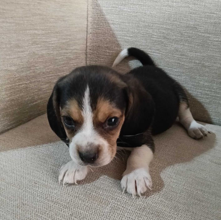 Beagle poket ( pequeno ) macho